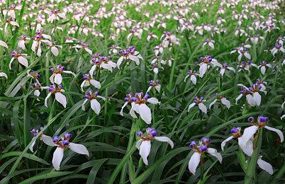 《伊苏10：北境历险》新预告片提供原声曲目试听